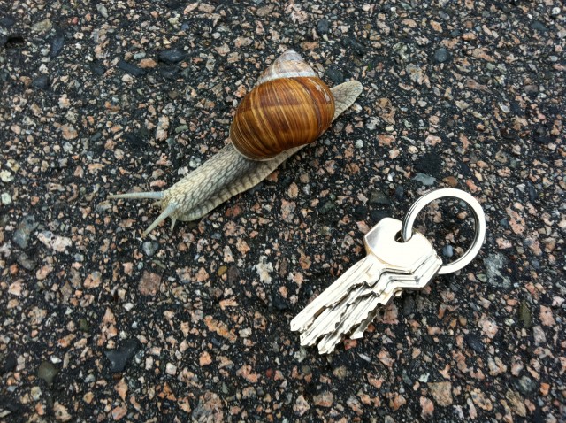 Har du sett en så stor snegle før?