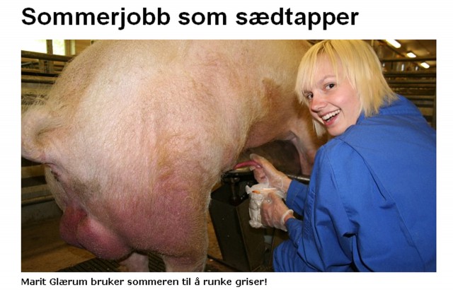 Sommerjobb som sædtapper (skjermpump fra NRK).