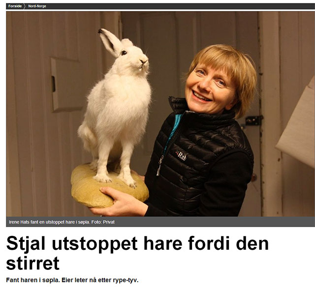 Stjal utstoppet hare fordi den stirret (skjermdump fra Nordlys).