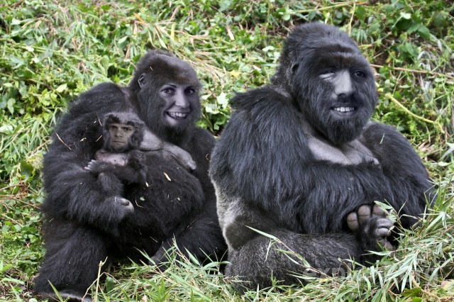 Apefamilien P3morgen