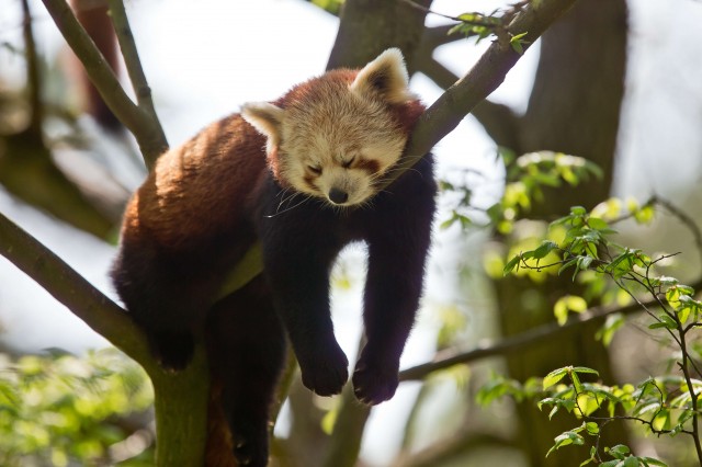 Foto: AFP Photo / Daniel Karmann / GERMANY OUT