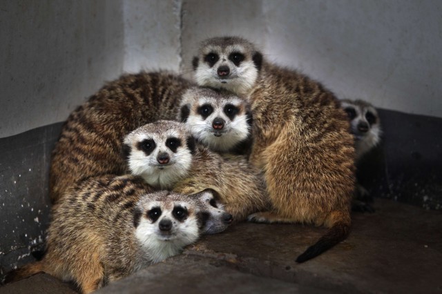 Nussesøte surikater. Foto: CHINA OUT/AFP PHOTO