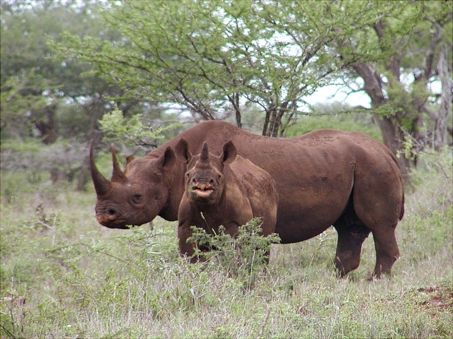 Disse beistene finnes i Namibia. Foto; AP Photo/U.S. Fish and Wildlife Service, Karl Stromayer