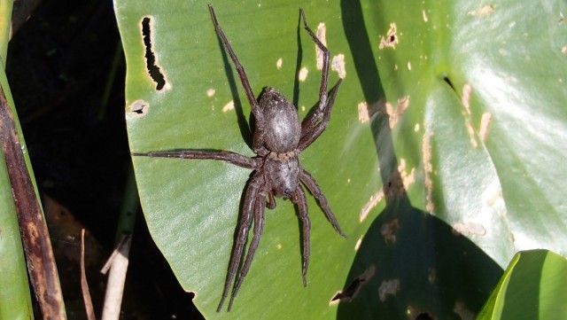 Dolomedes plantarius. Foto: Kjell Magne Olsen / NRK. 