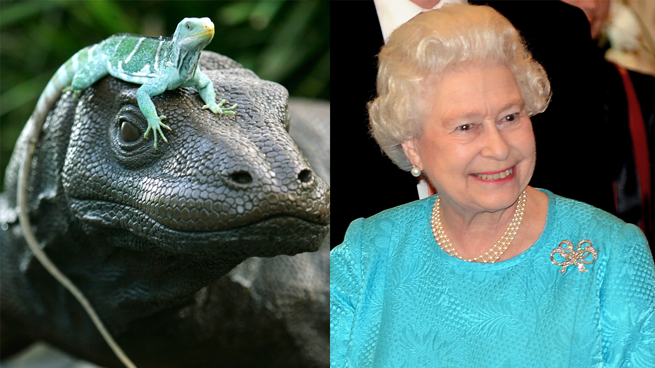 Det handler om konspirasjoner i Trygdekontoret. Én av dem er av dronningmora egentlig er en reptilianer. (Foto: Hrvoje Polan/ Rick Rycroft, Scanpix)